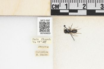 Media type: image;   Entomology 769603 Aspect: Labels